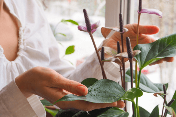 Desafios e Encantos de Cuidar de Plantas Durante a Estação Fria