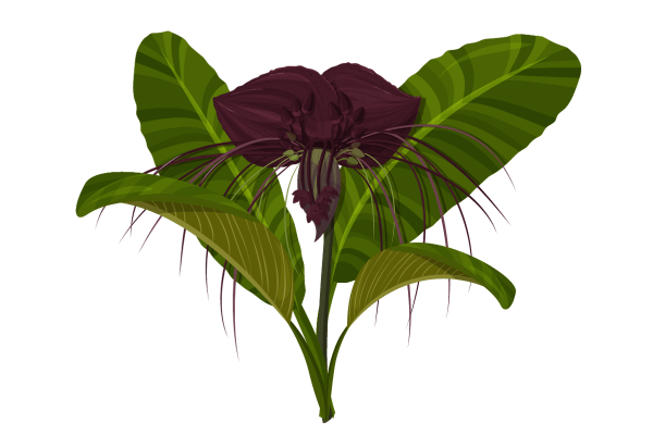 Tacca Chantrieri a Kokedama que Floresce como uma Flor de Morcego