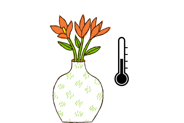 Temperatura Correta Ambiente Acolhedor para suas Plantas de Interior